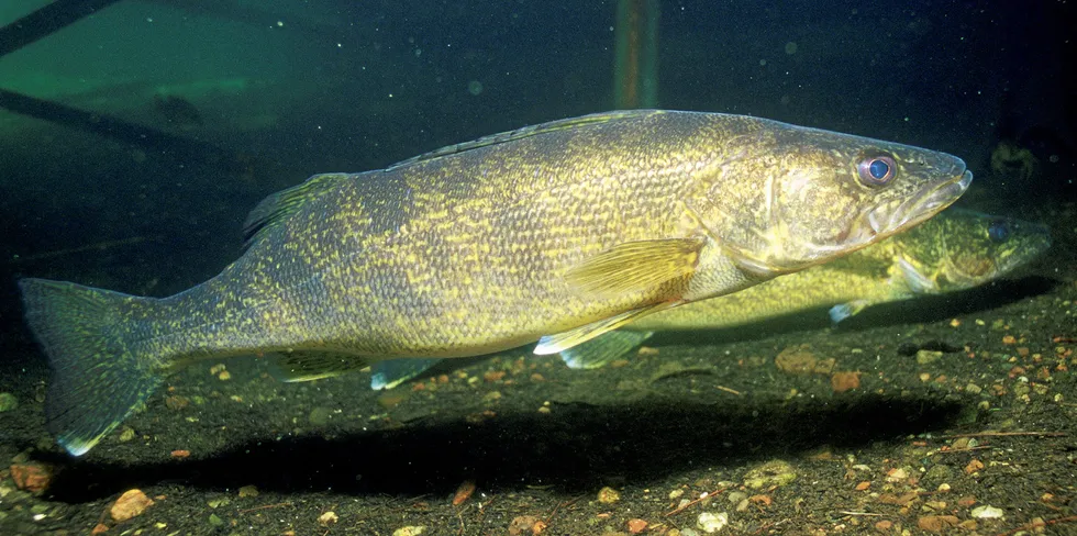 The USDA has issued a new bid for walleye.