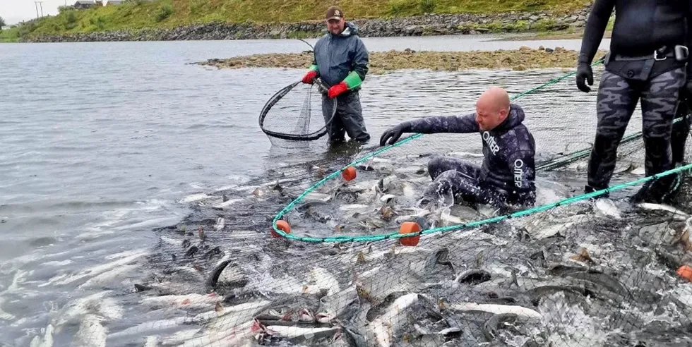 In Norway and other parts of the world, a climate-driven burgeoning of Pacific pink salmon populations is causing concern in places where the fish are not native and are considered an invasive species.