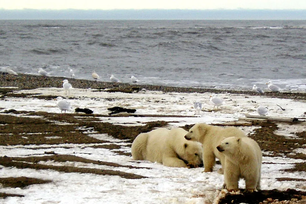 Moving forward: The Alaska Industrial Development and Export Authority is proceeding with development work for seven leases in the Arctic National Wildlife Refuge in spite of a federal freeze