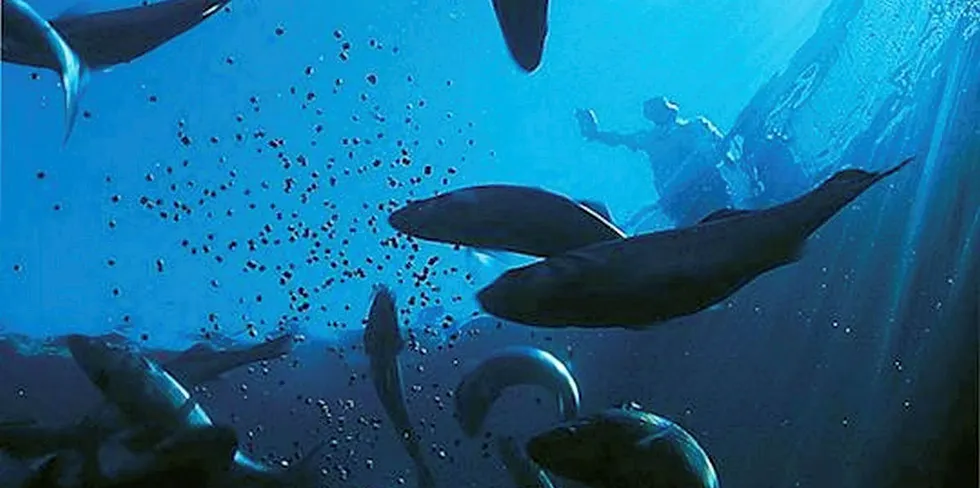 The major salmon feed producers operating in Chile are all accused.