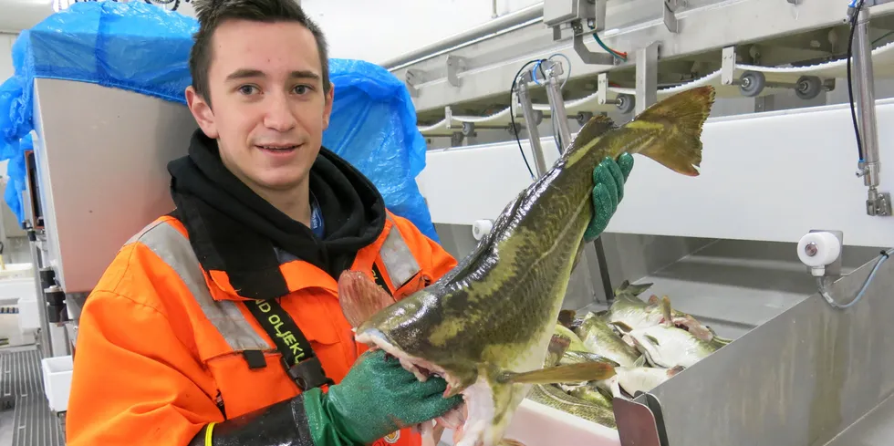 The Norwegian in-shore cod fishing sector is facing a massive market shock from the upcoming loss of the Marine Stewardship Council (MSC) eco-label status.