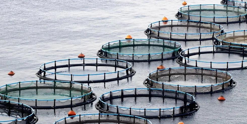 When the site at Haganes in Arnarfjordur was harvested last October, the company was unable to account for the fate of at least 81,564 salmon.