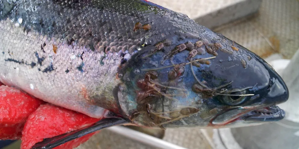 Sea lice is among the biggest factors affecting the salmon farming industry's efficiency.