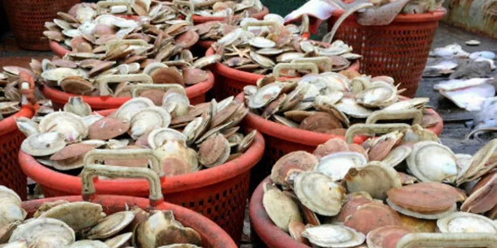 The scallop market continues to hold big promise for the French sector.