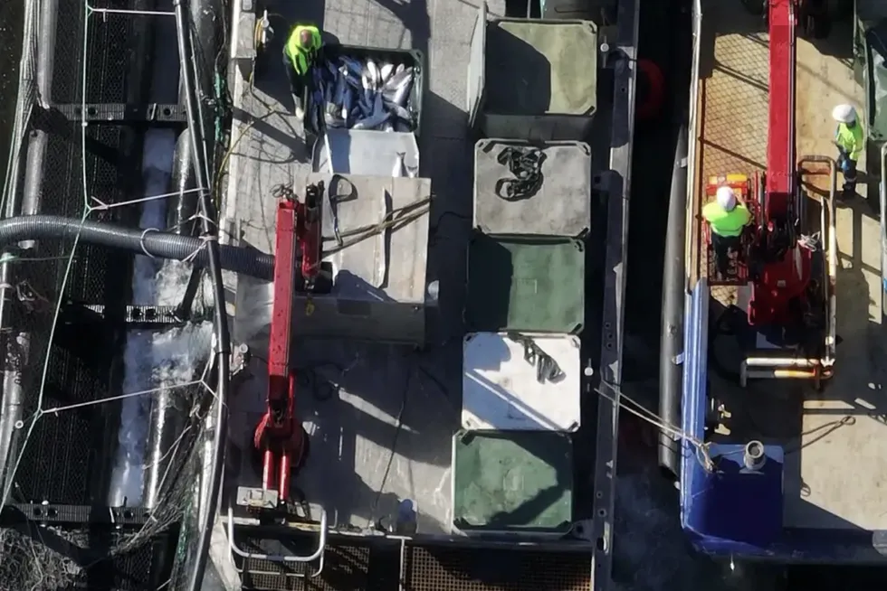 A photo on the Bob Brown Foundation website depicting what the organization alleges is live fish being pumped into bins of dead fish on Huon farms.