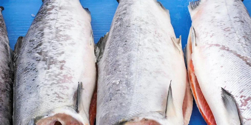Farmed salmon destined for processing are now waiting in line as plants operated on limited capacity or remain closed.