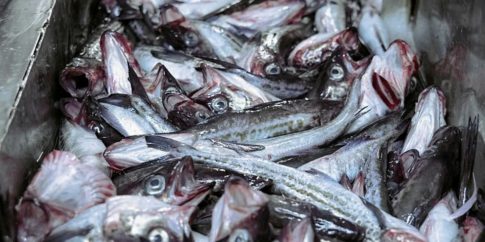 Russian Alaska pollock.
