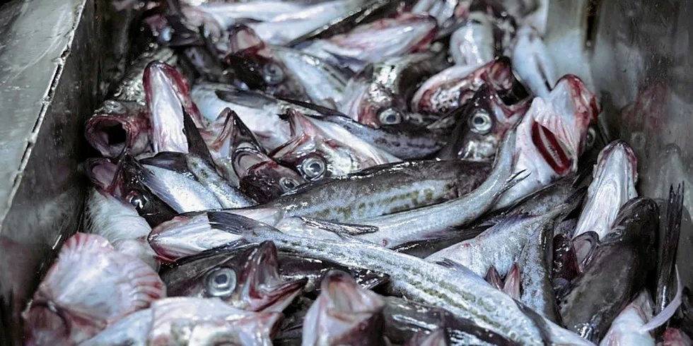 Russian Alaska pollock.