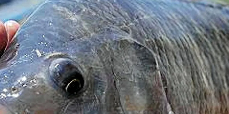 Tilapia is featuring increasingly on Brazilian dinner tables.