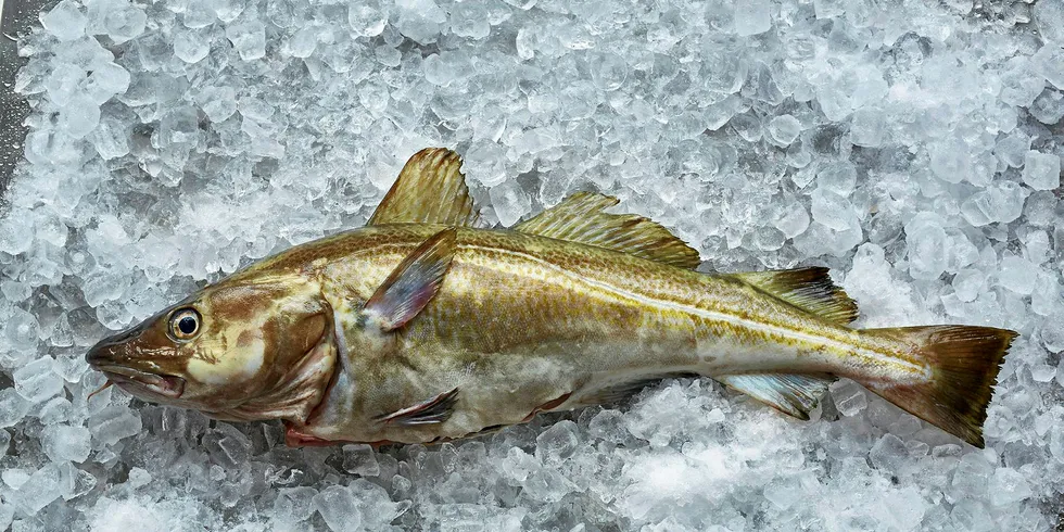 North Sea cod was certified under the MSC this week