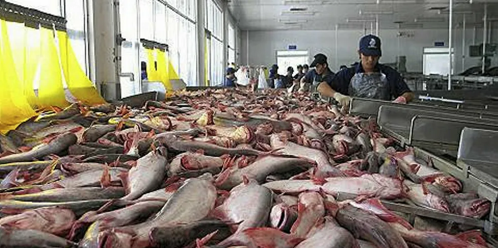 Pangasius is processed in a Vietnamese plant.