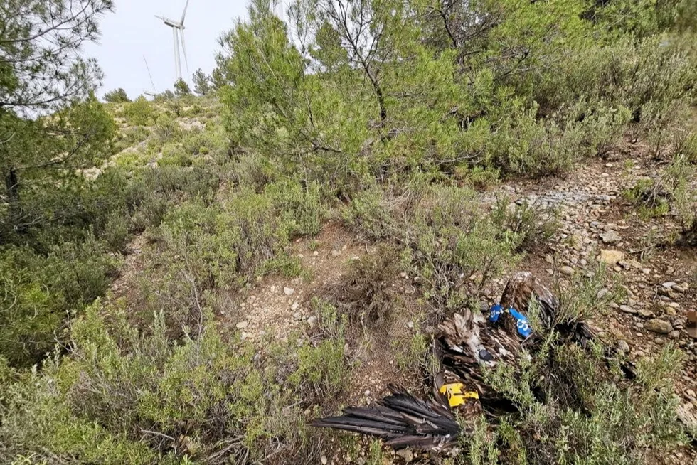 The bearded vulture, known as Masía, was found dead 40 metres from an Acciona turbine, said FCQ.
