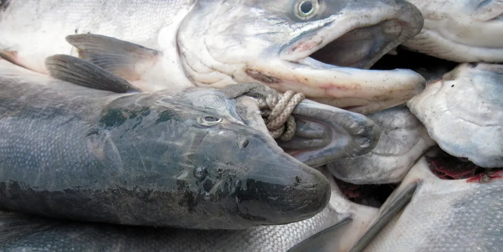 Salmon prices in Bristol Bay are set for a steep decline.