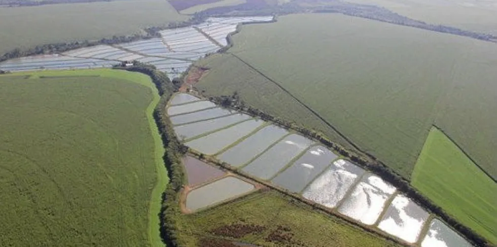 Brazilian meat giant JBS is being tipped to move into local tilapia production and the Chilean salmon sector even before its deal to acquire Australia's Huon Aquaculture is completed.