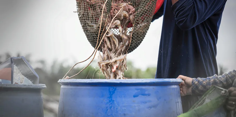 Sysco is conducting its own investigation into supplies of Indian shrimp.