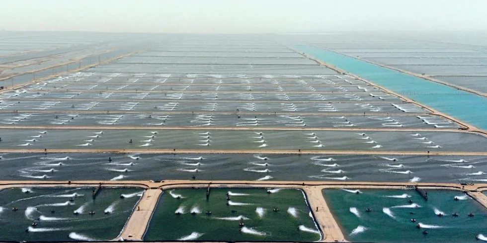 "The strategic partnership aligns with SALIC's objectives of achieving national food security goals," SALIC Chairman Abdulrahman bin Abdulmohsen Al-Fadley said. The photo is a picture of Naqua's shrimp farms in the Saudi desert.