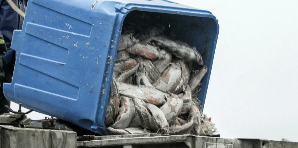 A frame from video footage shot by drone by Sea Shepherd, allegedly over Canadian farms owned by Cermaq.