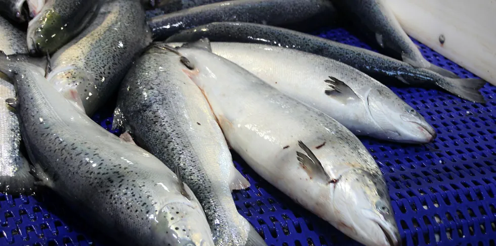 Fresh farmed salmon prices keep climbing.