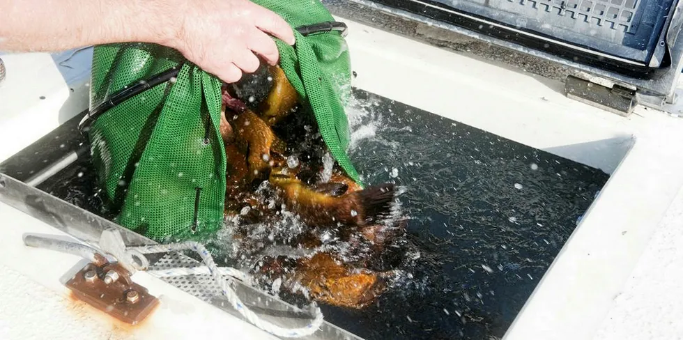 Lumpfish are transferred to salmon farm site via wellboat where they are used to clean the salmon of sea lice.