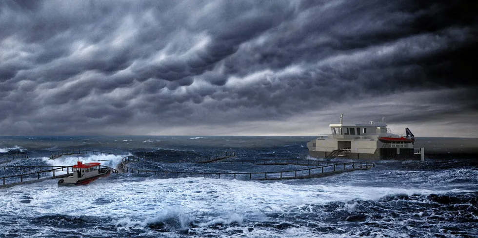 Iceland Offshore Salmon is applying for research licenses, which it expects to receive within the next few months. (The picture is not related to the company).