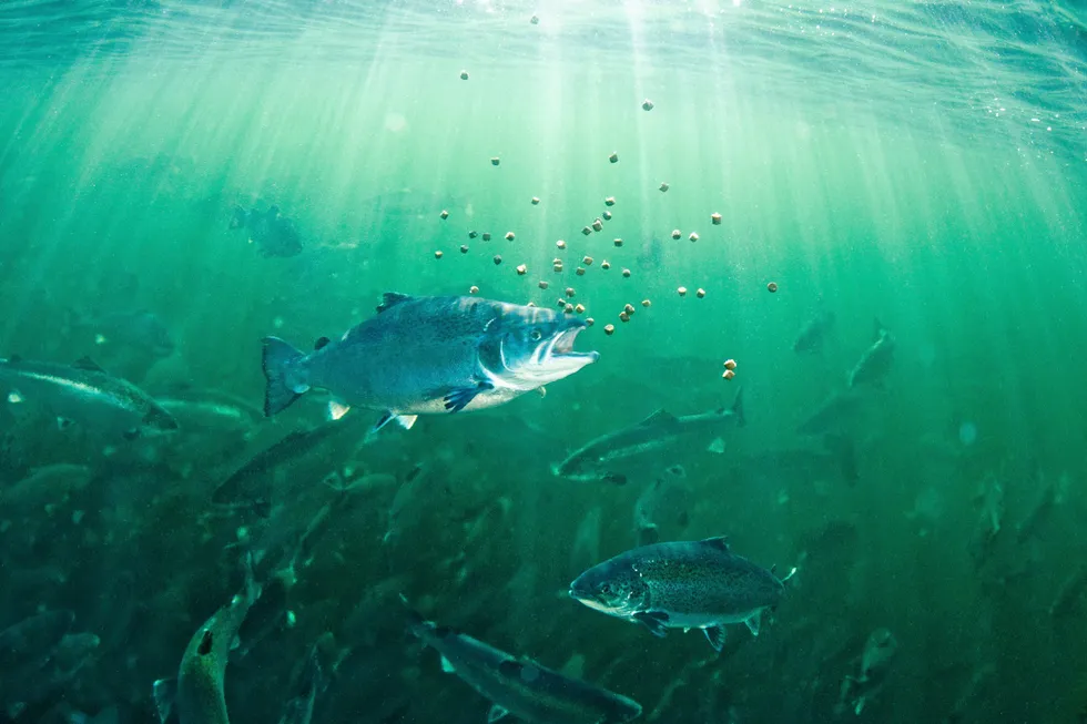 The salmon industry's growth hinges on innovations in feed, genetics and farming systems.