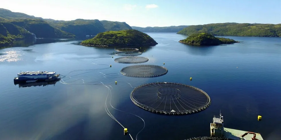 One of Cold Ocean's salmon cage sites in Newfoundland.