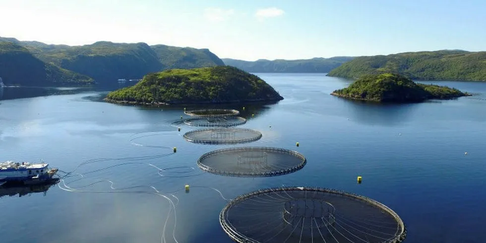 Cooke's Cold Ocean salmon cage site in NL where a salmon die-off has been reported.