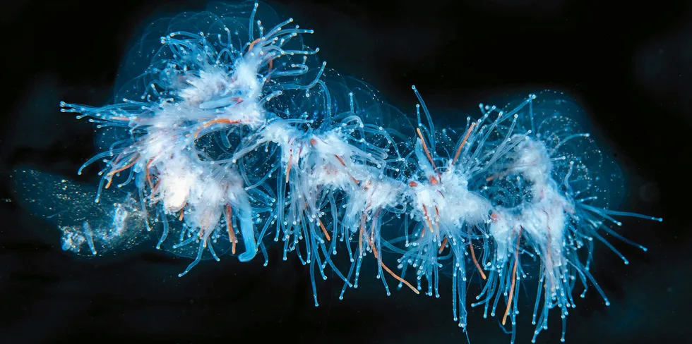 There must be physical contact between the string jellyfish and the fish for it to be damaged.
