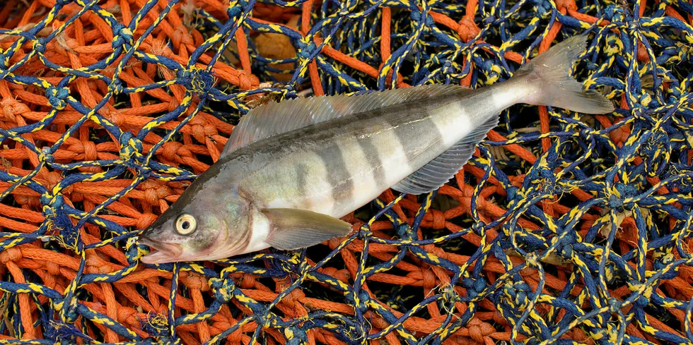 Atka mackerel, one of Alaska's largest fisheries, has been cleared for certification to the Marine Stewardship Council (MSC) standard.