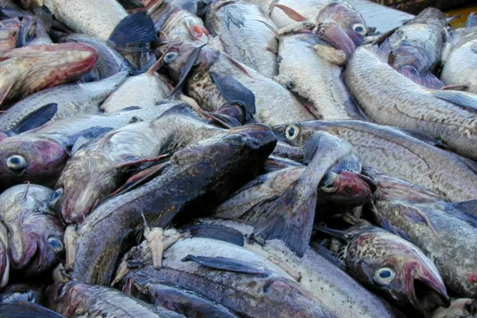 In the Gulf of Alaska in 2024, harvesters this year saw a 25 percent increase to their total allowable catch (TAC) to 195,720 metric tons.
