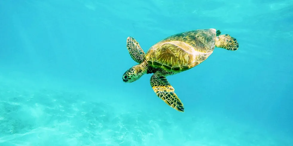 Sea turtles need more protection in Mexico, according to the US State Department.