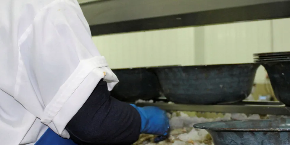 Ecuador shrimp processing plant. Songa.