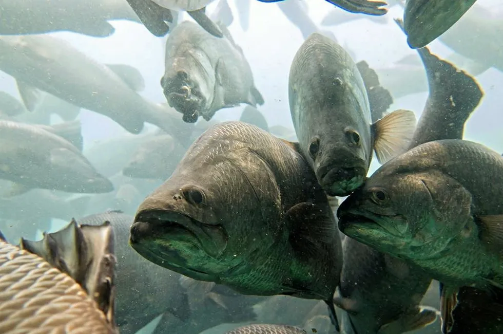 Barramundi Group has operations in Singapore and Brunei. It sold its Australian farm to Tassal this year.