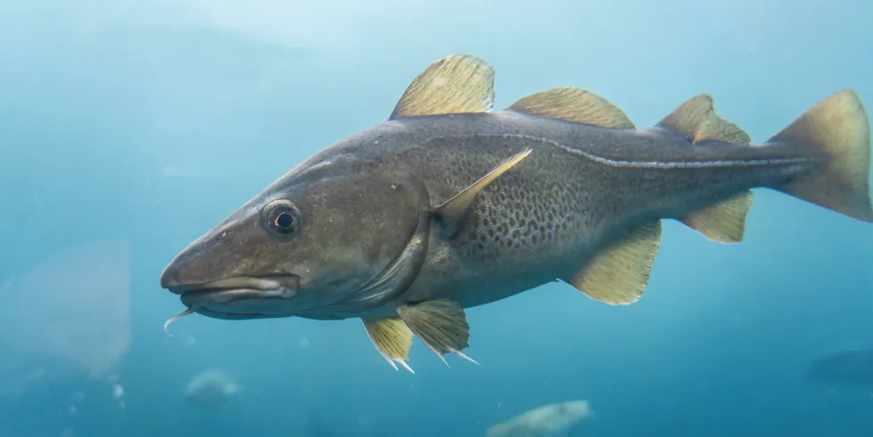 Cod harvests are expected to fall, but not as dramatically as some feared.