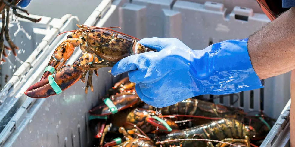 Founded in 2004 by brothers John and Brendan Ready, Ready Seafood markets live and processed lobster across the globe.