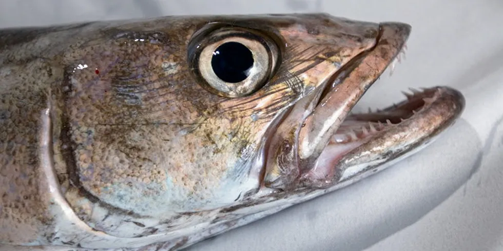 Patagonian toothfish, also sold as Chilean sea bass.