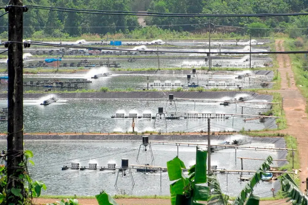 Automated feeding systems on a shrimp farm. Data and technology is setting some producers apart from the pack and will be a major driver of future consolidation.