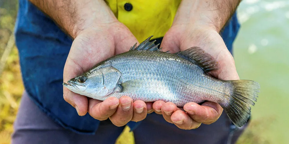 A juvenile fish at Sealord King Reef Barramundi Farm.
