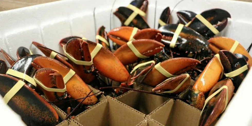 Maine Lobster