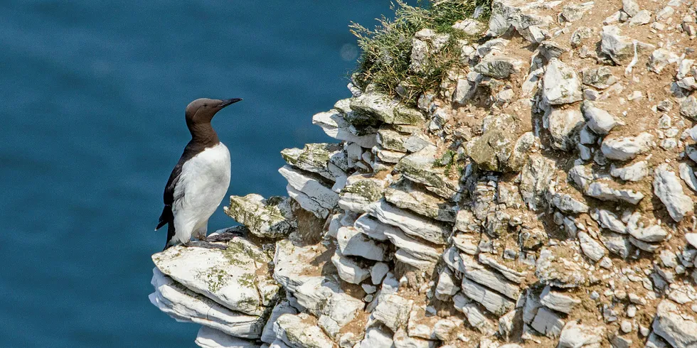 The guillemot was under the spotlight at Robin Rigg.