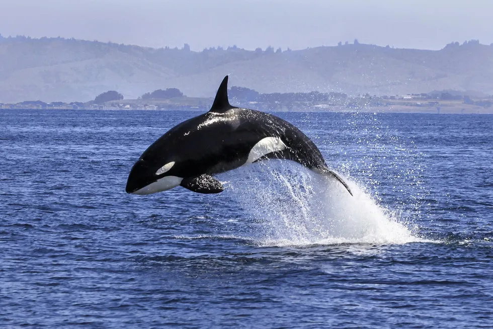 The NGO is seeking more information on the fisheries, citing NOAA information that has been released on reported killer whale entanglements.