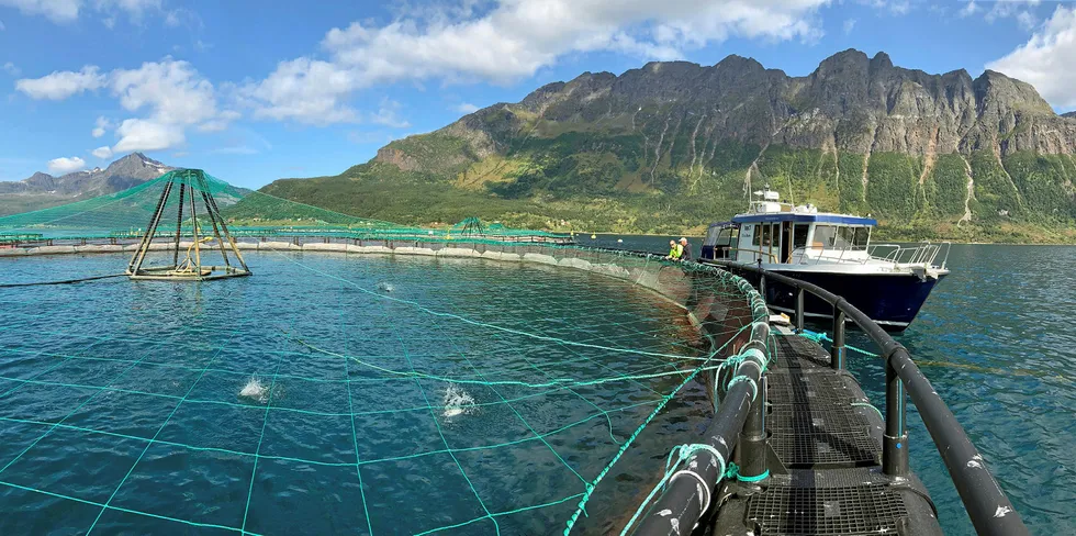 Norwegian salmon farmer Salaks has had a bad run of luck, with algal blooms and infectious salmon anemia (ISA) both hitting the group.