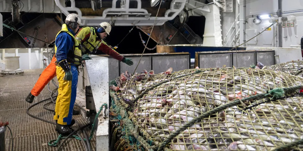 Fishermen pull a trawl full of cod aboard the Leroy Havfisk vessel Nordtind.