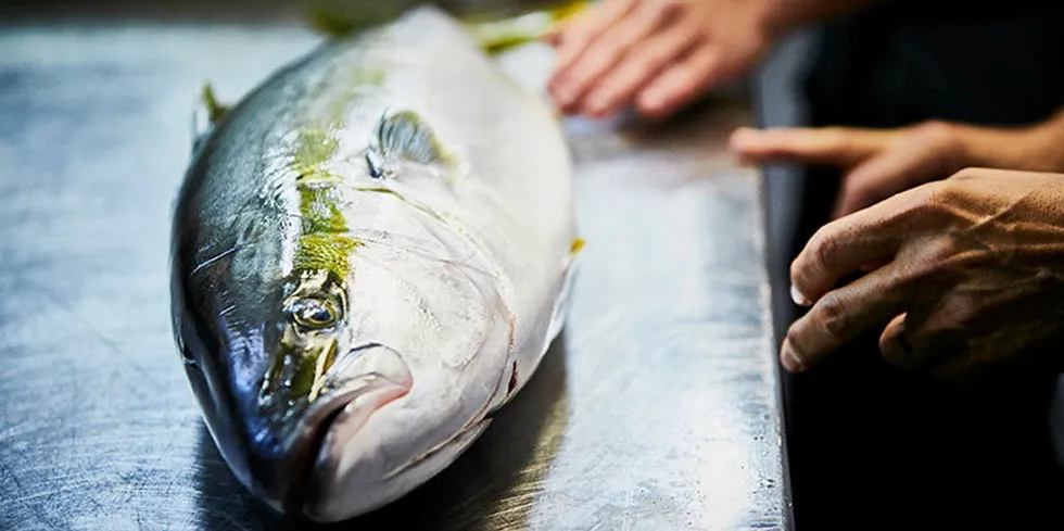 Clean Seas harvested 33 percent more fish in the six months to Dec. 31 at 2,107 metric tons.