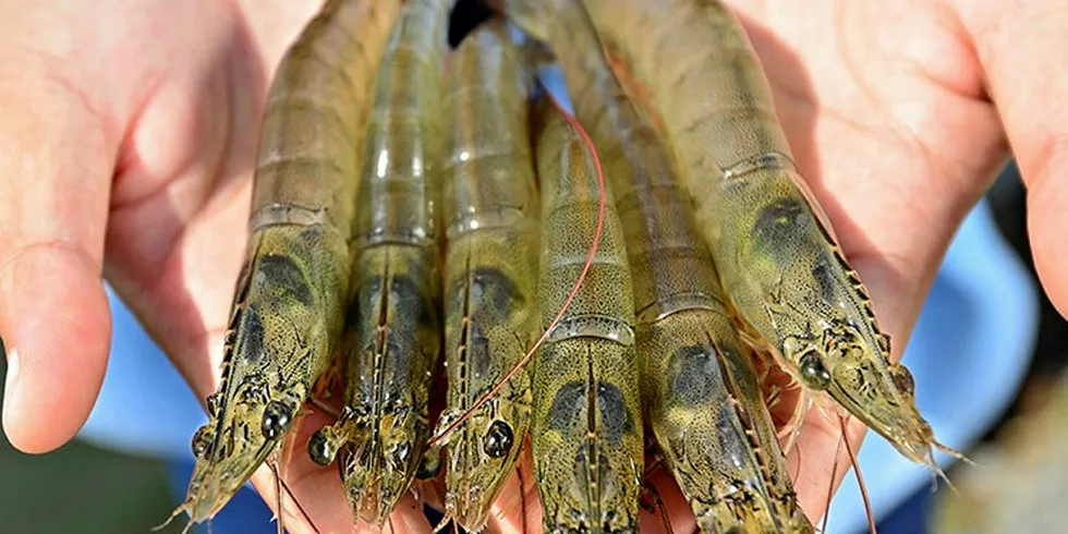 Flat outlook for Honduran shrimp industry.