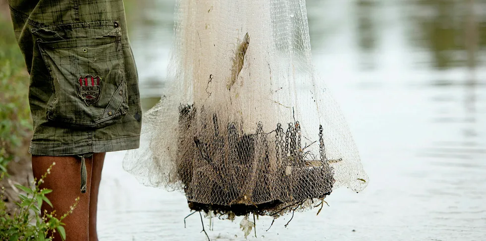 Guangdong province is the epicenter of China's shrimp farming industry.