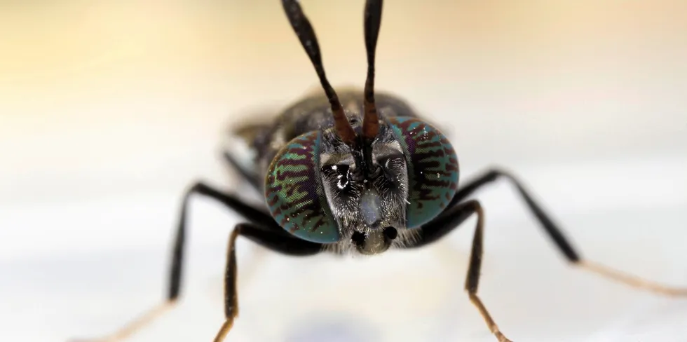 German insect feed startup FarmInsect has raised €8 million ($8.4 million) in its latest financing round.