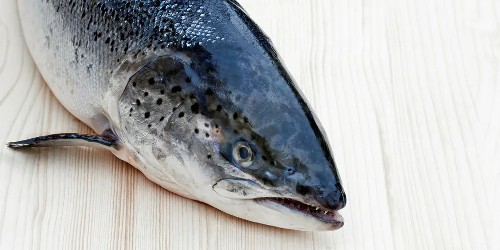 Fresh Atlantic salmon.