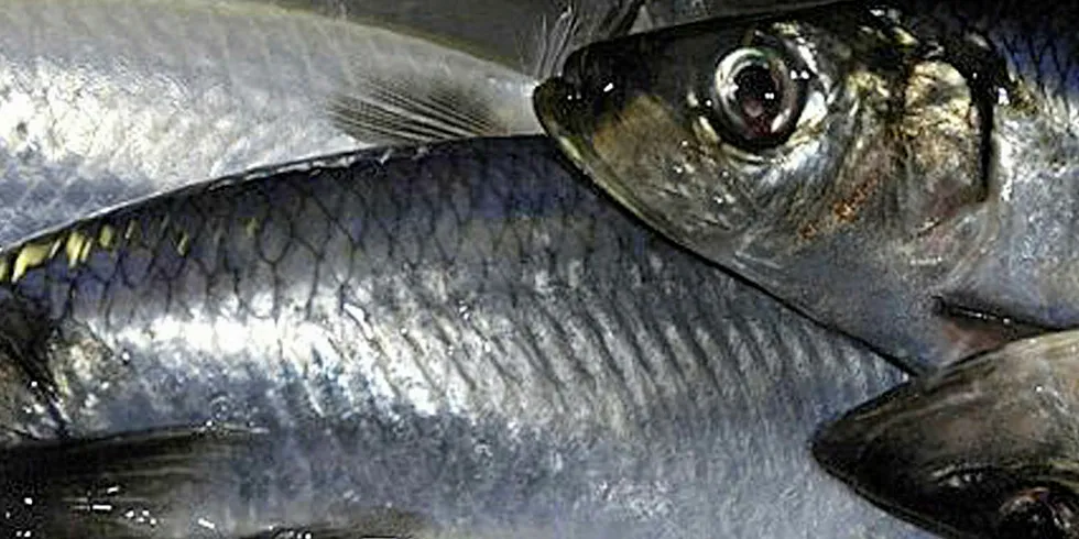 After a four-year freeze, Russia lifts ban on Estonian seafood canner