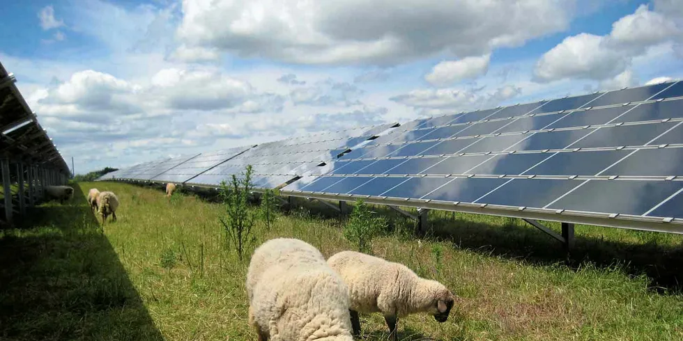 Sheep are preferred to lawnmowers at a Juwi head-office PV array